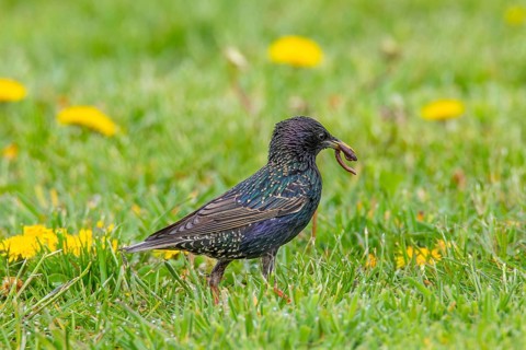 Common starling (Sturnus vulgaris) adult male in breeding plumage foraging in meadow with caught