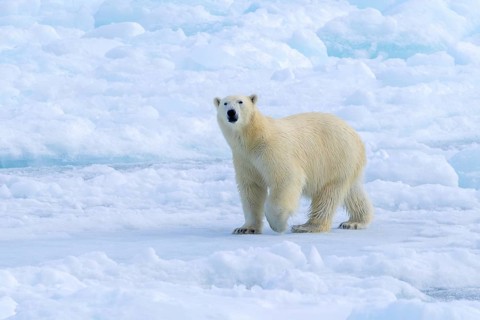 Lone polar bear (Ursus maritimus) hunting on pack ice, drift ice in the Arctic Ocean along the