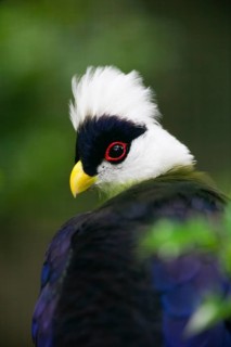 White-crested Turaco (Tauraco leucolophus), portrait of adult bird, native to African eastern
