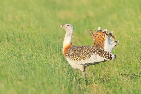 Great Bustard (Otis tarda), steppe bird, extremely rare bird species, threatened with extinction,
