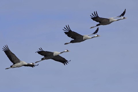 Common Crane (Grus grus) flying, Vaestergoetland, Sweden