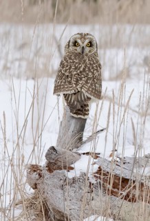 Short-eared Owl (Asio flammeus), Texas, USA