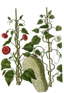 Botany, plants, a. mechoacanna vera sativa, b. mechoacanna sylvestris