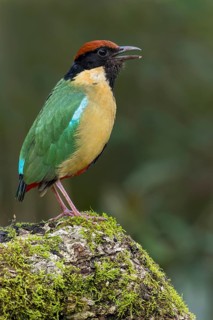 Noisy Pitta (Pitta versicolor) perched on a branch in eastern Australia