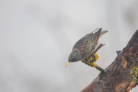 Starling (Sturnus vulagris) Germany
