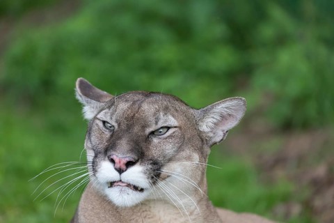 One male cougar, Puma concolor, frontal portrait with green vegetation in the background. Snarling
