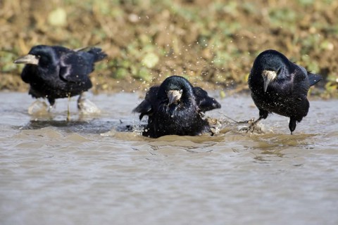 Rook (Corvus frugilegus), Saxony, Germany