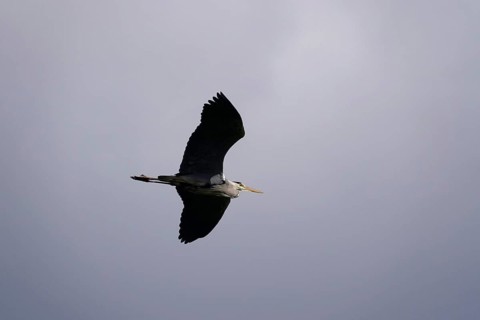 Grey heron in flight, spring, Saxony, Germany