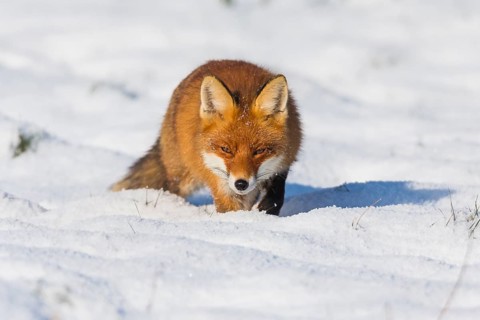 European Red Fox (Vulpes vulpes), walking across a snow covered field, looking for prey, in winter,