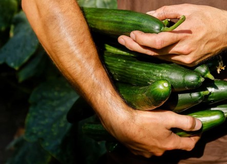 Wittichenau, Upper Lusatia, Saxony, Germany - Cucumber harvest at the Domanja farm and vegetable