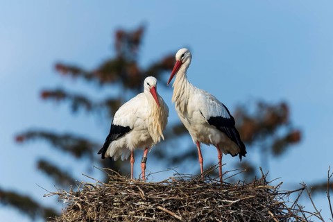 Two storks standing quietly on a nest with branches in the background, White Stork (Ciconia