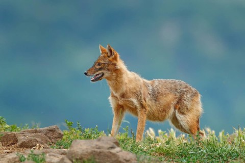 Golden jackal, Canis aureus, in grass and srtone, Romania, Europe. Wildlife from Balkan. Open