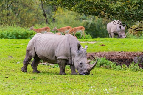 Two white rhinoceros (Ceratotherium simum) stand grazing on a fresh green meadow