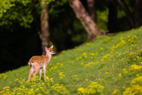 One young Manchurian sika deer or Dybowski's sika deer (Cervus nippon mantchuricus or Cervus nippon
