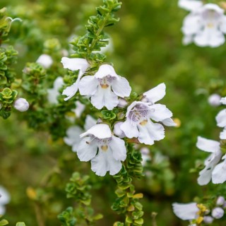 Australian mint (Prostanthera cuneata), Overbeck's Garden, Great Britain