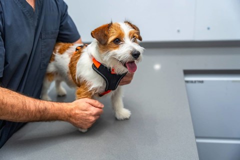 Veterinarian examining a playful jack russell terrier puppy on a clean table in a modern veterinary