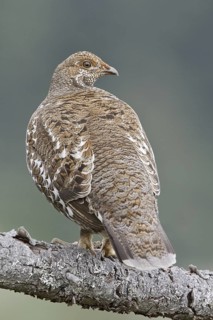 Sooty Grouse (Dendragapus fuliginosus) female, British Columbia, Canada