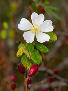 Burnet rose (Rosa pimpinellifolia), single blossom flowering, with rose hips, growing amongst the