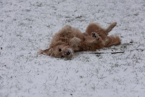Dog playing in the snow and rolling on the ground, Germany