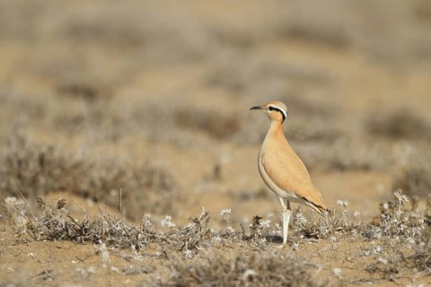 Cream-colored Courser (Cursorius cursor), Lanzarote, Spain