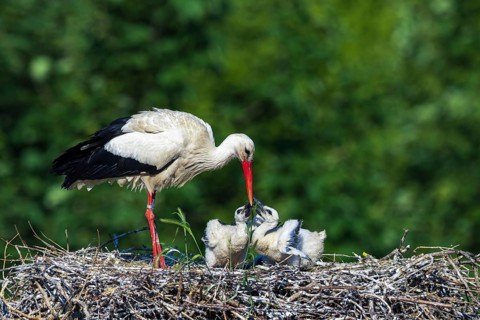Stork feeding chicks in a nest in front of green foliage, White Stork (Ciconia ciconia), wildlife,