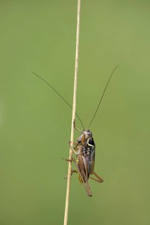 Greppelsprinkhaan; Roesel's bush-cricket; Metrioptera roeselii