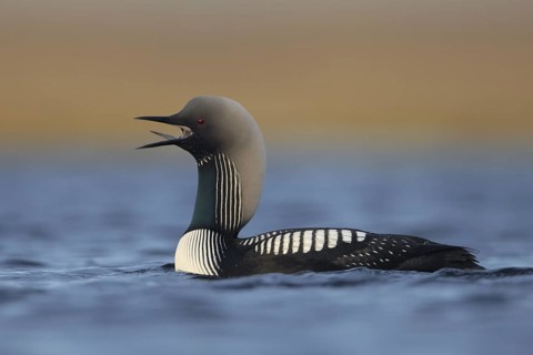 Pacific Loon (Gavia pacifica), Alaska, USA
