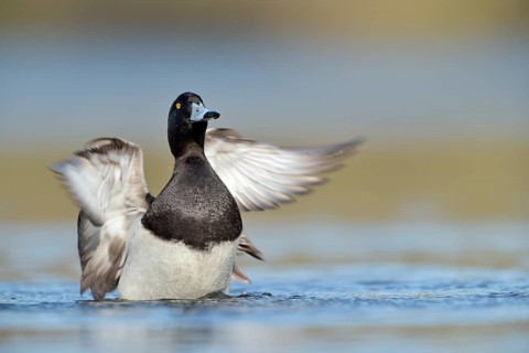 Tufted Duck (Aythya fuligula) male flapping, North Rhine-Westphalia, Germany
