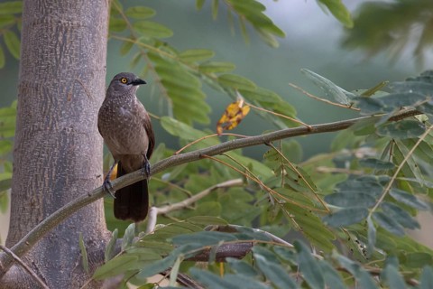 Brown Babbler (Turdoides plebejus) perched on a branch, Semuliki National Park, Uganda
