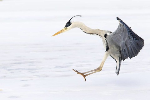 Grey Heron (Ardea cinerea) flying, Berlin, Germany