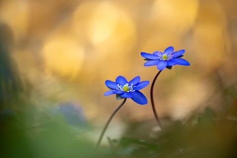 Blooming liverwort (Anemone hepatica), early bloomer, Steinhagen, Lower Saxony, Germany
