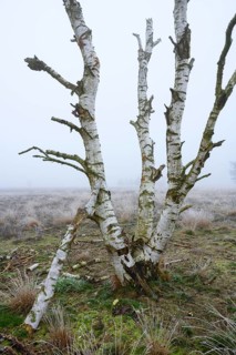 Birches in winter Rehdener Geestmoor in fog, Diepholzer Moorniederung, Rehden, Lower Saxony,