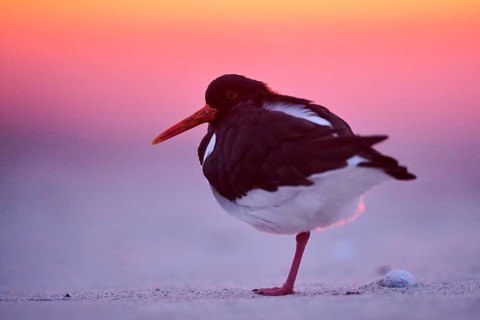 Eurasian oystercatcher (Haematopus ostralegus) on the beach at sunset, Düne, Helgoland,