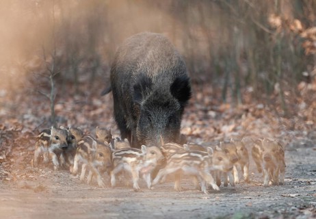 Wild boar, wild boar (Sus scrofa), a wild boar with young boars running along a forest path,