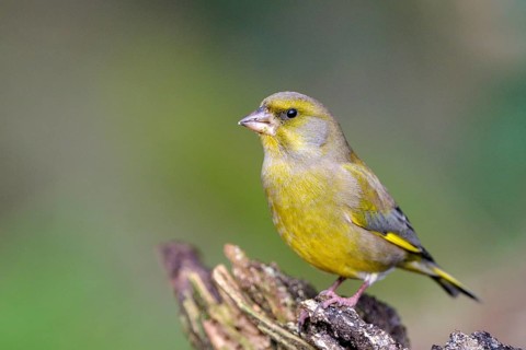Gruenfink (Chloris chloris), Greenfinch, Altvogel, Maennchen, Dezember, NSG Dingdener Heide,