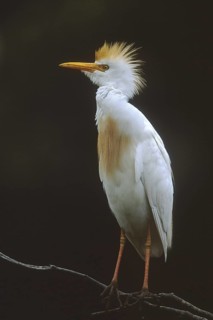 Western Cattle Egret (Bubulcus ibis), Florida, USA