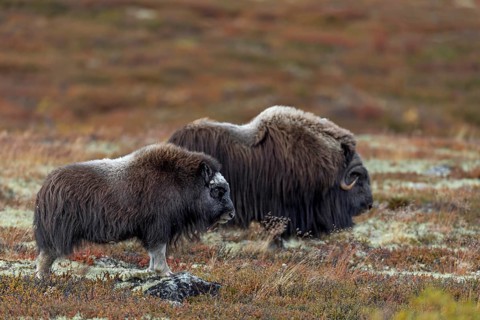 A musk ox bull (Ovibos moschatus) and a calf watch the other animals in the group attentively, baby