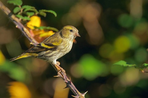 Eurasian Siskin (Spinus spinus) female, Abruzzo, Italy