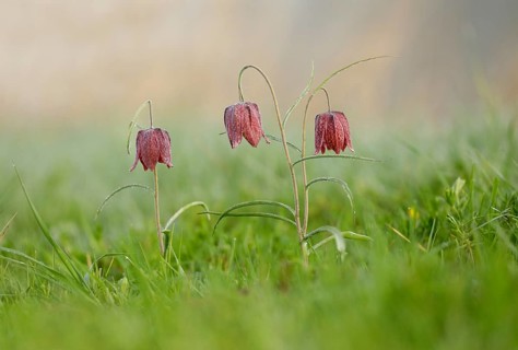 Kievitsbloemen, Snake's Head Fritillary, Fritillaria meleagris