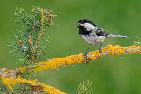 Black-capped Chickadee (Poecile atricapillus) singing from a lichen covered branch, British