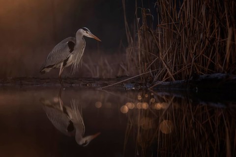 Grey Heron (Ardea cinerea), Kiskunsag National Park, Hungary