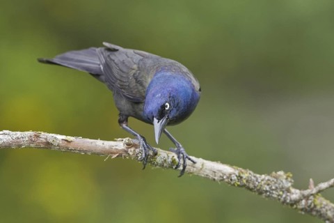 Common Grackle (Quiscalus quiscula), Ontario, Canada
