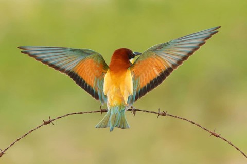 European Bee-eater (Merops apiaster), France