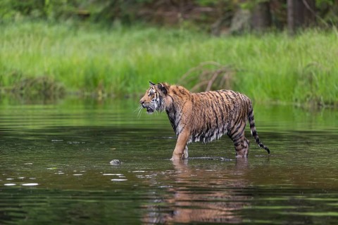One young female Siberian Tiger, Panthera tigris altaica, running thru the shallow water of a pond
