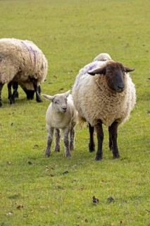 Sheep, ewe with lamb, sheep pasture, public footpath, Moreton-in-Marsh, Cotswolds, England, Great