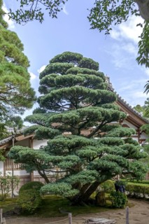 Blue girl pine (Pinus parviflora 'Glauca'), according to the gardener 500 years old, originally a