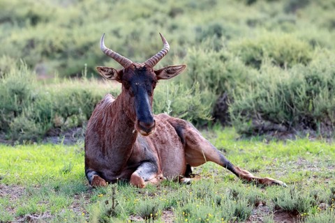 Tsessebe (Damaliscus lunatus), lyrebird, crescent moon antelope, adult, sitting, relaxed, Mokala