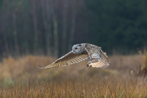 One Siberian Eagle Owl (Bubo bubo sibiricus) flying over tall reed grass lakeshore on an autumnal