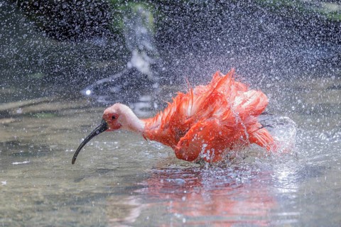 A scarlet ibis (Eudocimus ruber) stands bathing in the shallow water of a riverbank. Water splashes