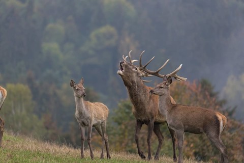 Red Deer buck standing on a meadow in autumn. Fog and trees in the background. Rutting season,
